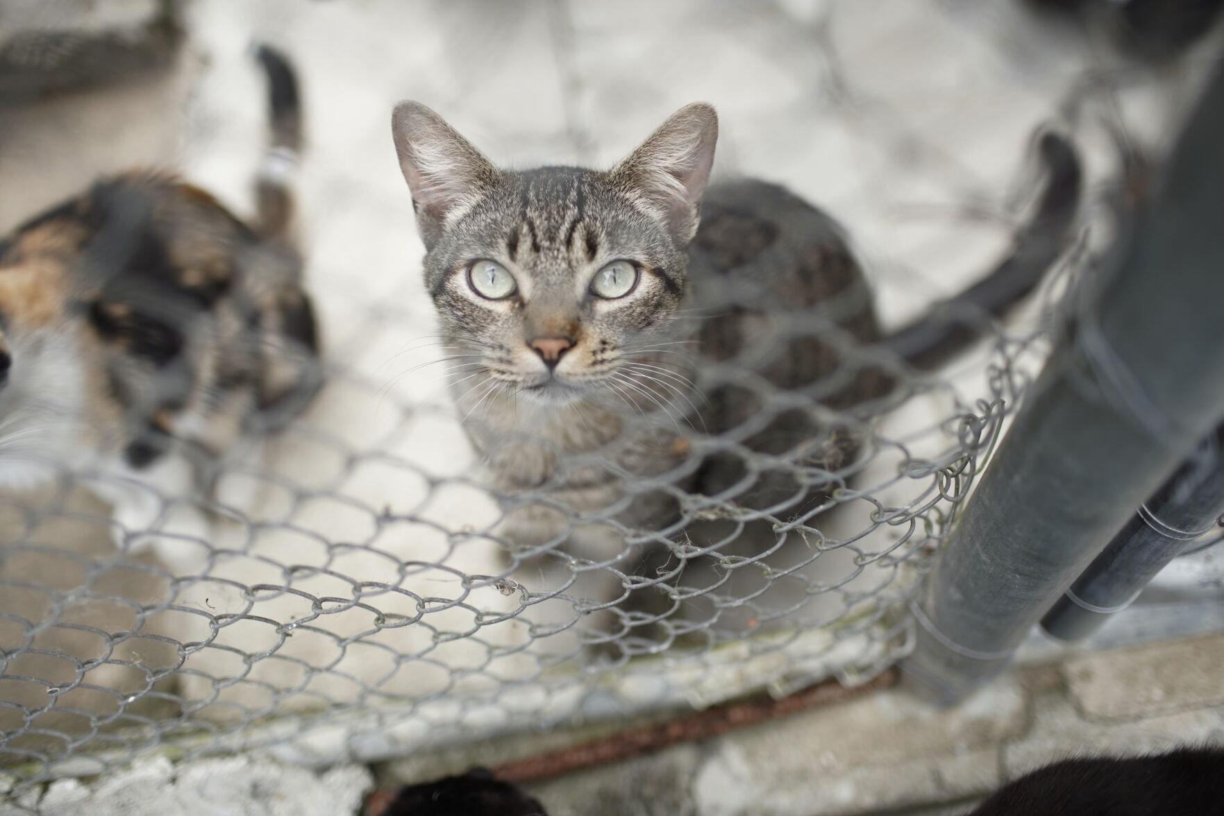Brazil cat